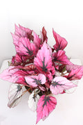 begonia rex indian summer planta interior