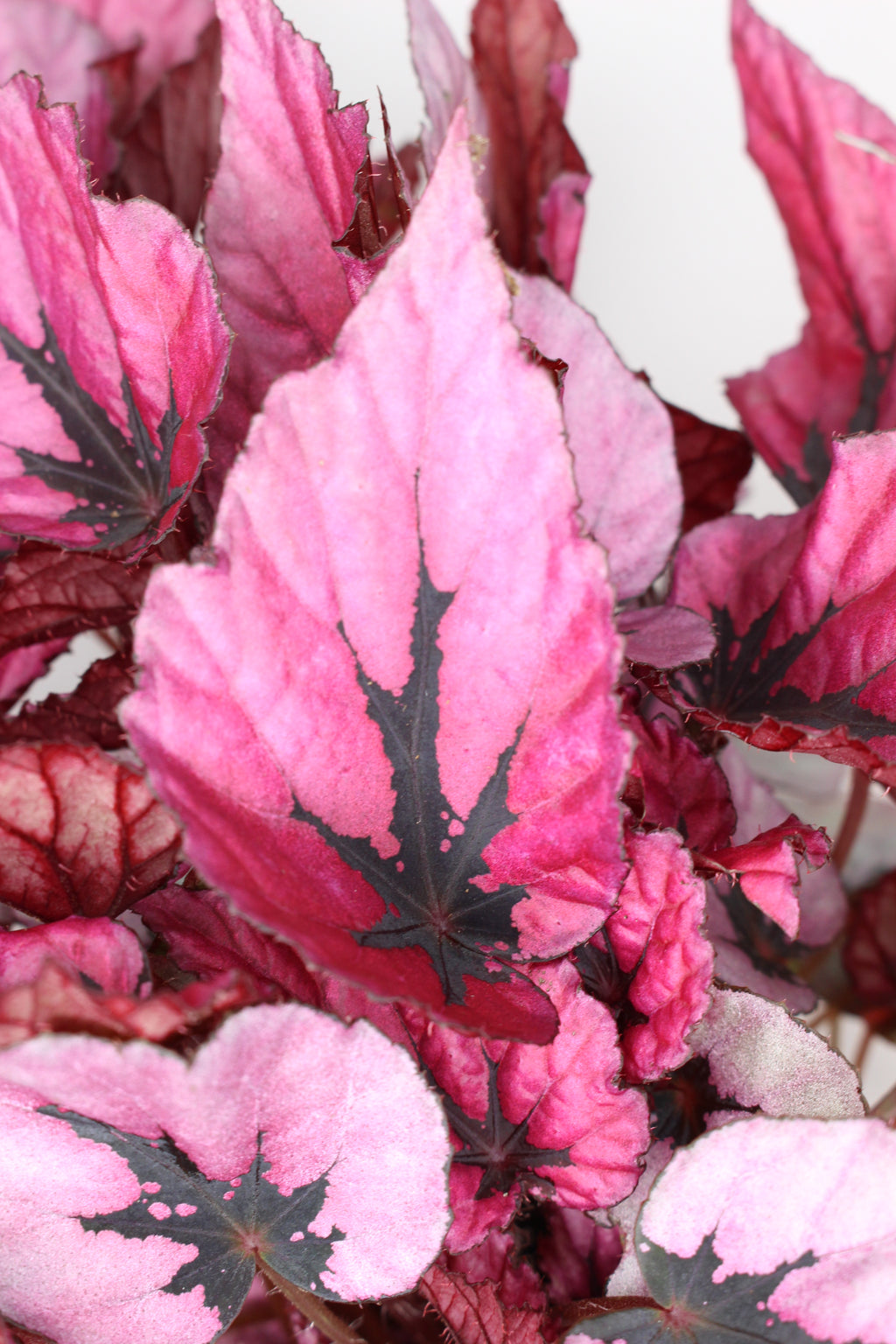 planta begonia rex indian summer decorativa