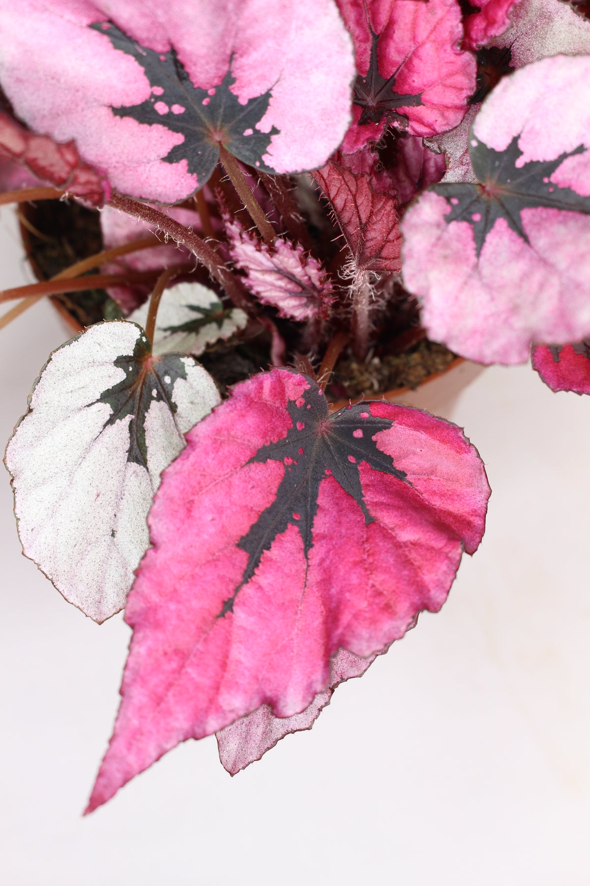 begonia rex indian summer en maceta
