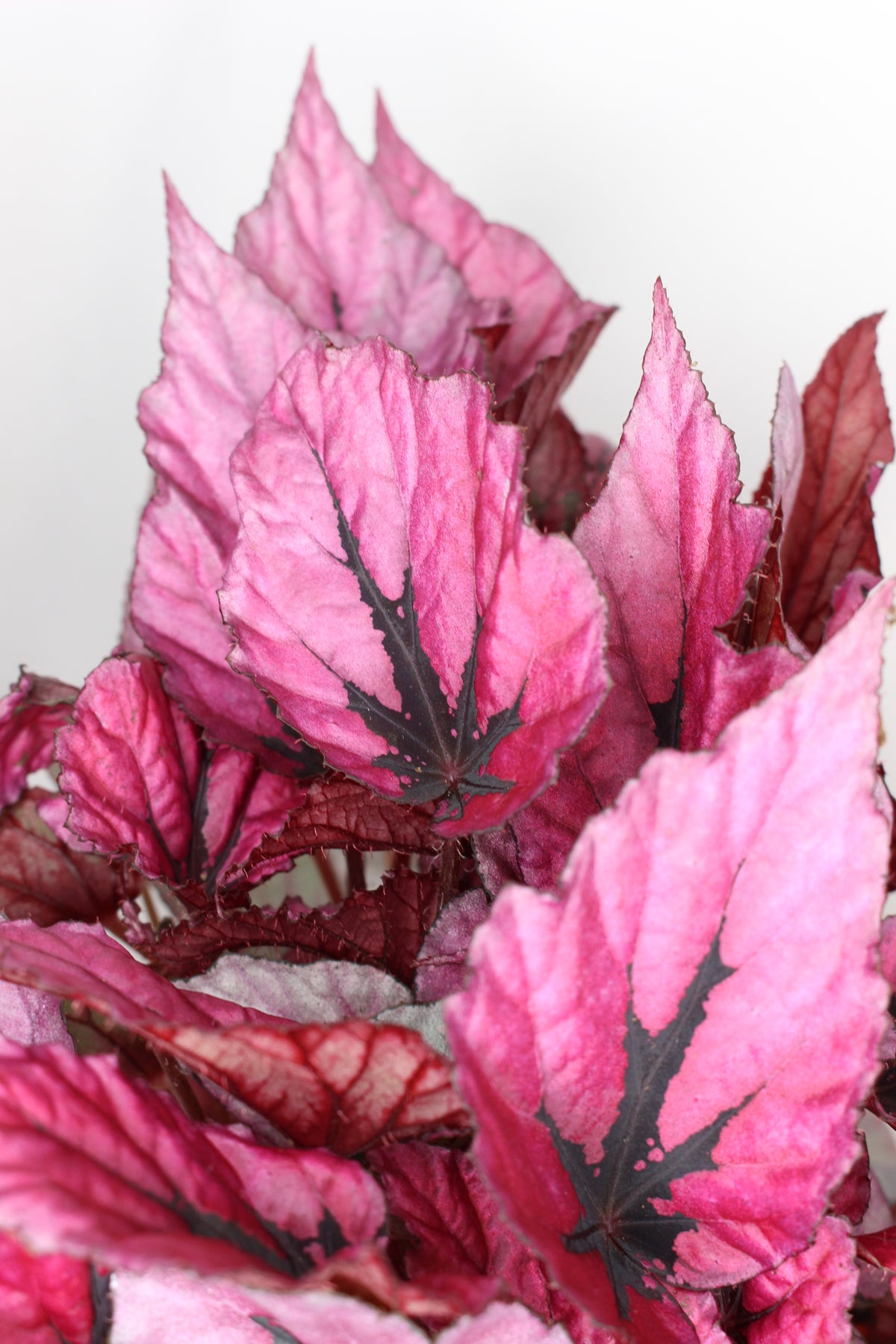 begonia rex indian summer hojas decorativas