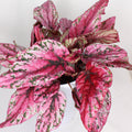begonia rex  planta interior