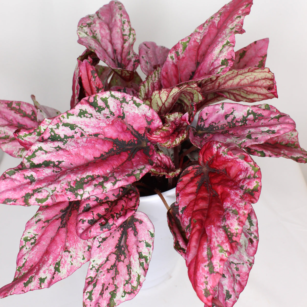 begonia rex  planta interior