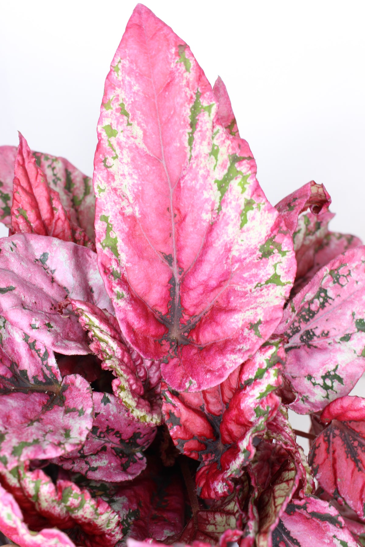 begonia rex hojas rojas