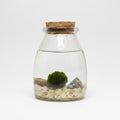 marimo-luma