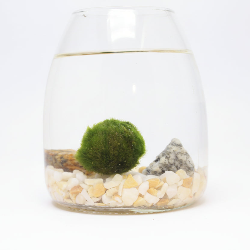 marimo-terrario