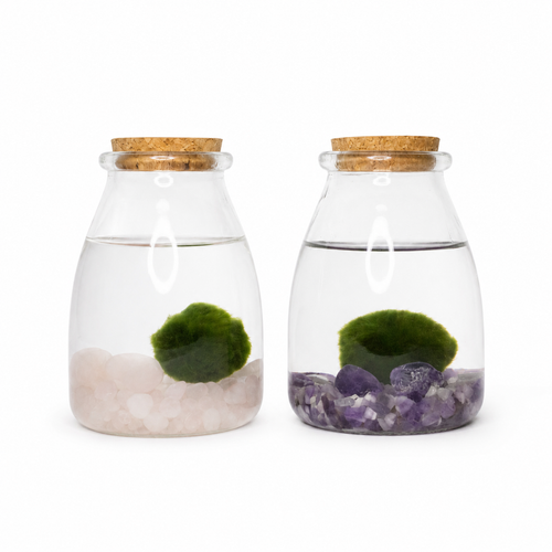 marimo planta acuatica bola de musgo