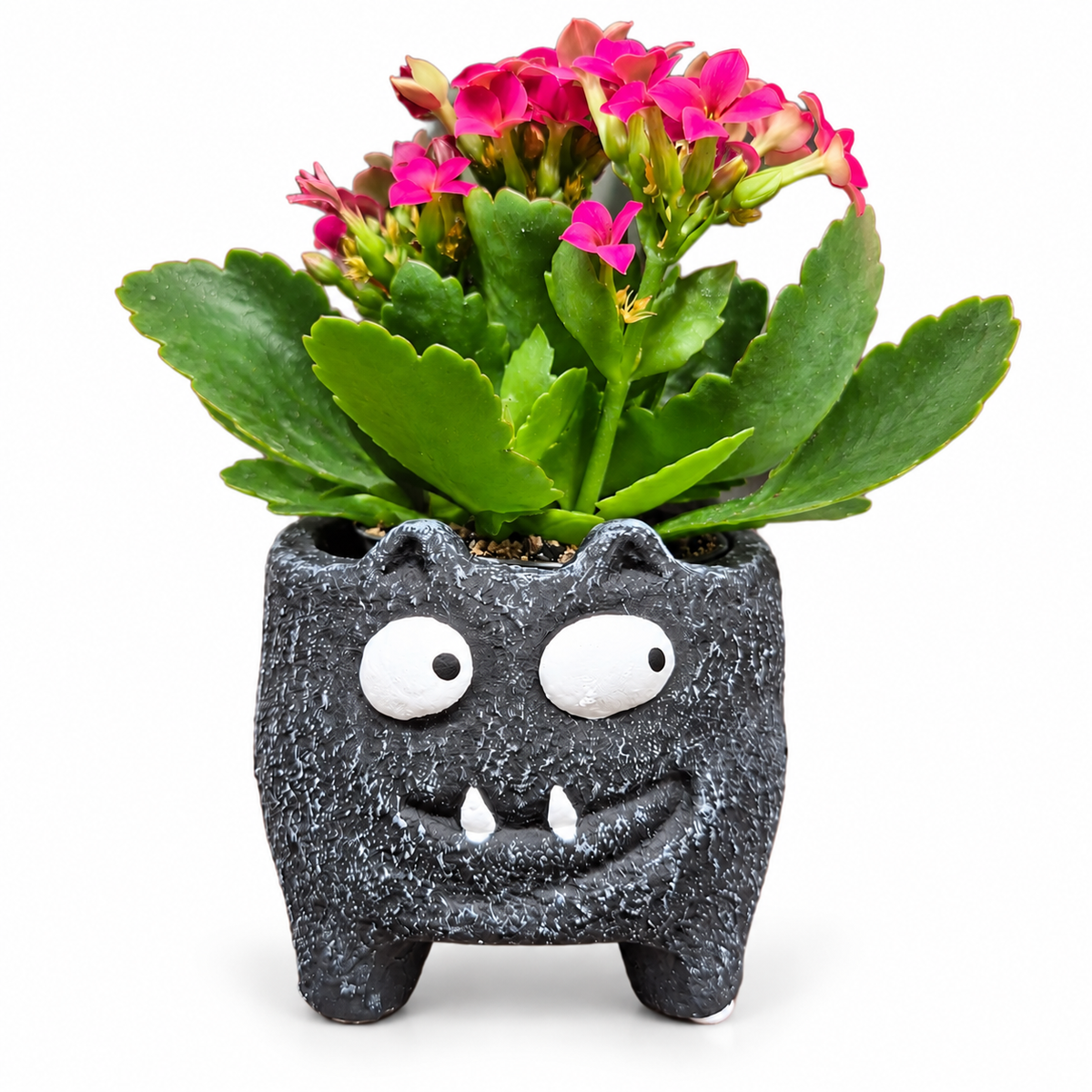 Macetero murciélago Halloween de 6 cm
Maceta murciélago pequeña para cactus y suculentas