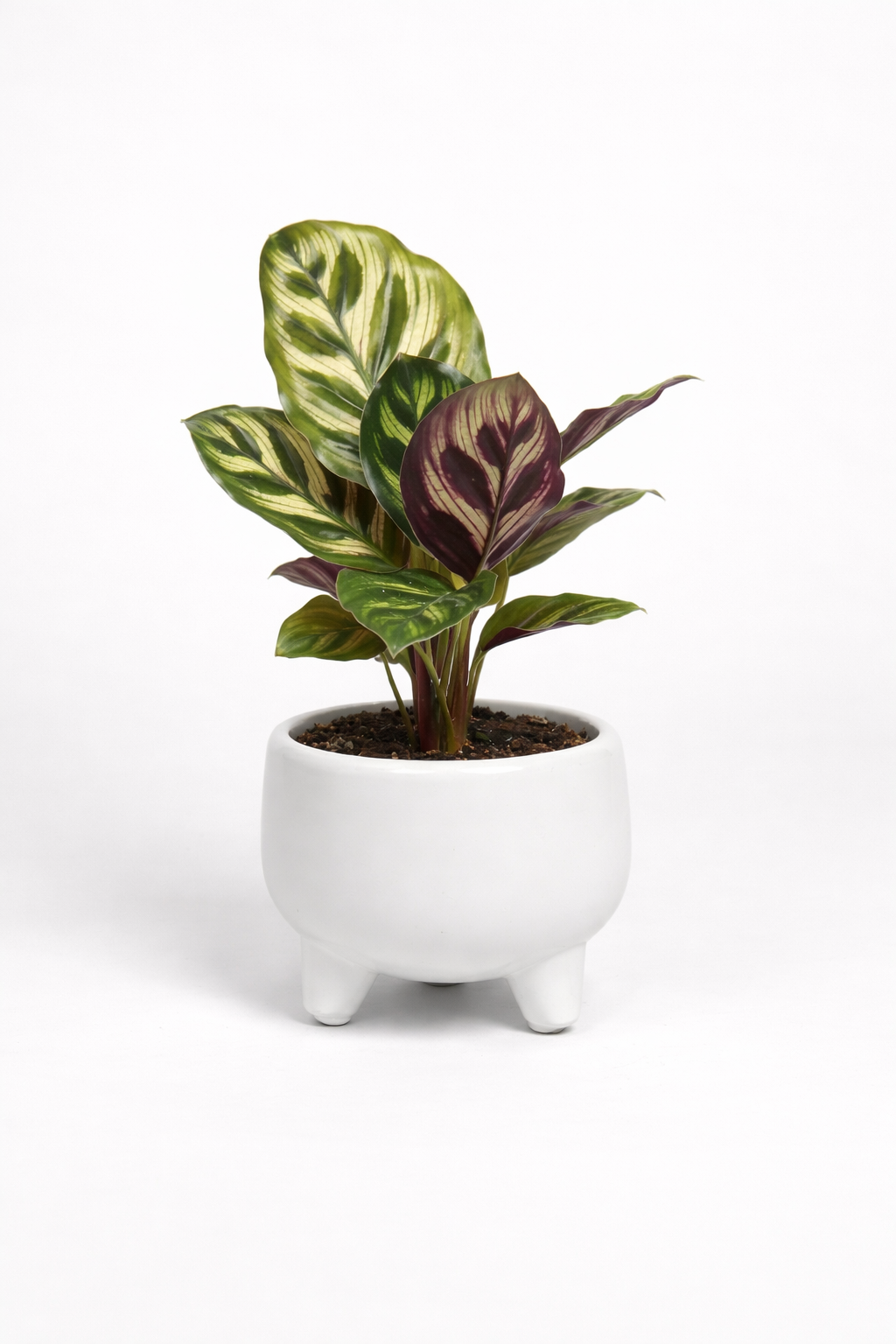 Calathea Makoyana Mini