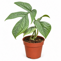Monstera Amydrium Medium Silver, Amydrium medium Silver