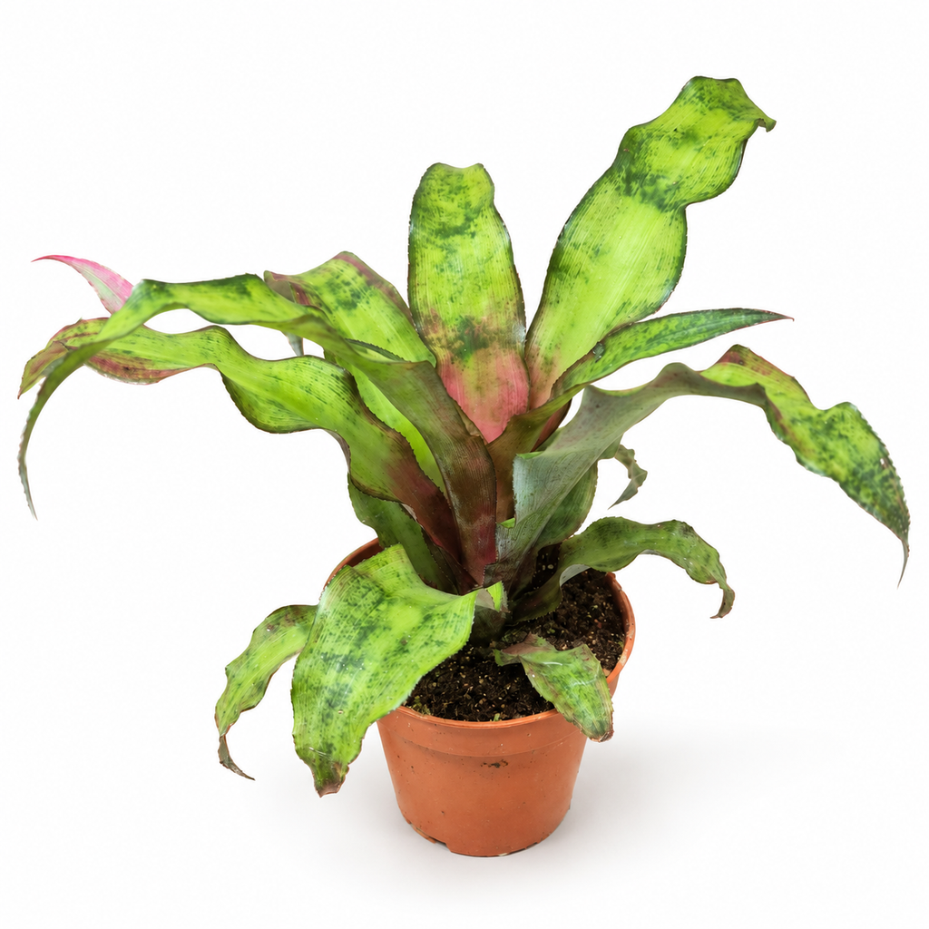 Cryptanthus bivittatus planta, planta tropical rosa, bromelia de interior, planta cebra rosa, Cryptanthus hojas rosas, bromelia decorativa, planta exótica de interior