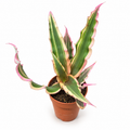 Cryptanthus bivittatus, Cryptanthus planta estrella, Cryptanthus cebra, bromelia Cryptanthus, planta estrella de interior