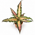 Cryptanthus bivittatus Pink, Cryptanthus Pink, Cryptanthus bivittatus planta rosa, bromelia rosa de interior, planta cebra rosa, Cryptanthus planta de interior