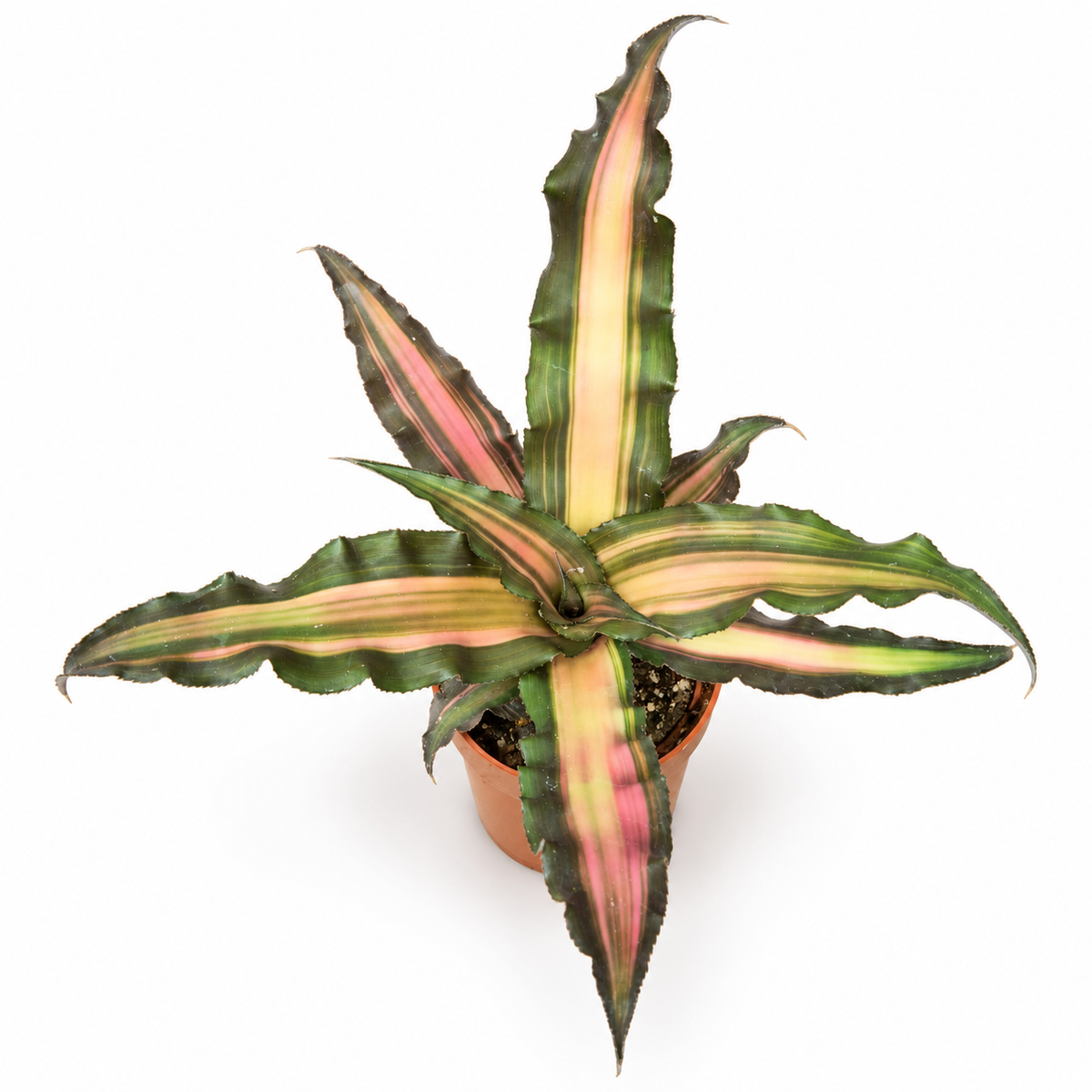 Cryptanthus bivittatus Pink, Cryptanthus Pink, Cryptanthus bivittatus planta rosa, bromelia rosa de interior, planta cebra rosa, Cryptanthus planta de interior