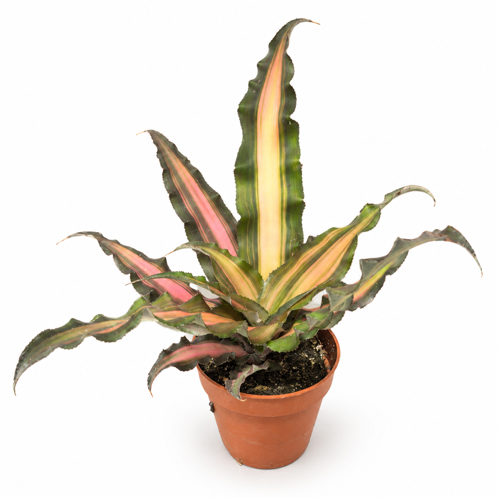 bromelia Cryptanthus, bromelia decorativa, planta tropical de interior, planta exótica, planta compacta, Cryptanthus hojas rosas