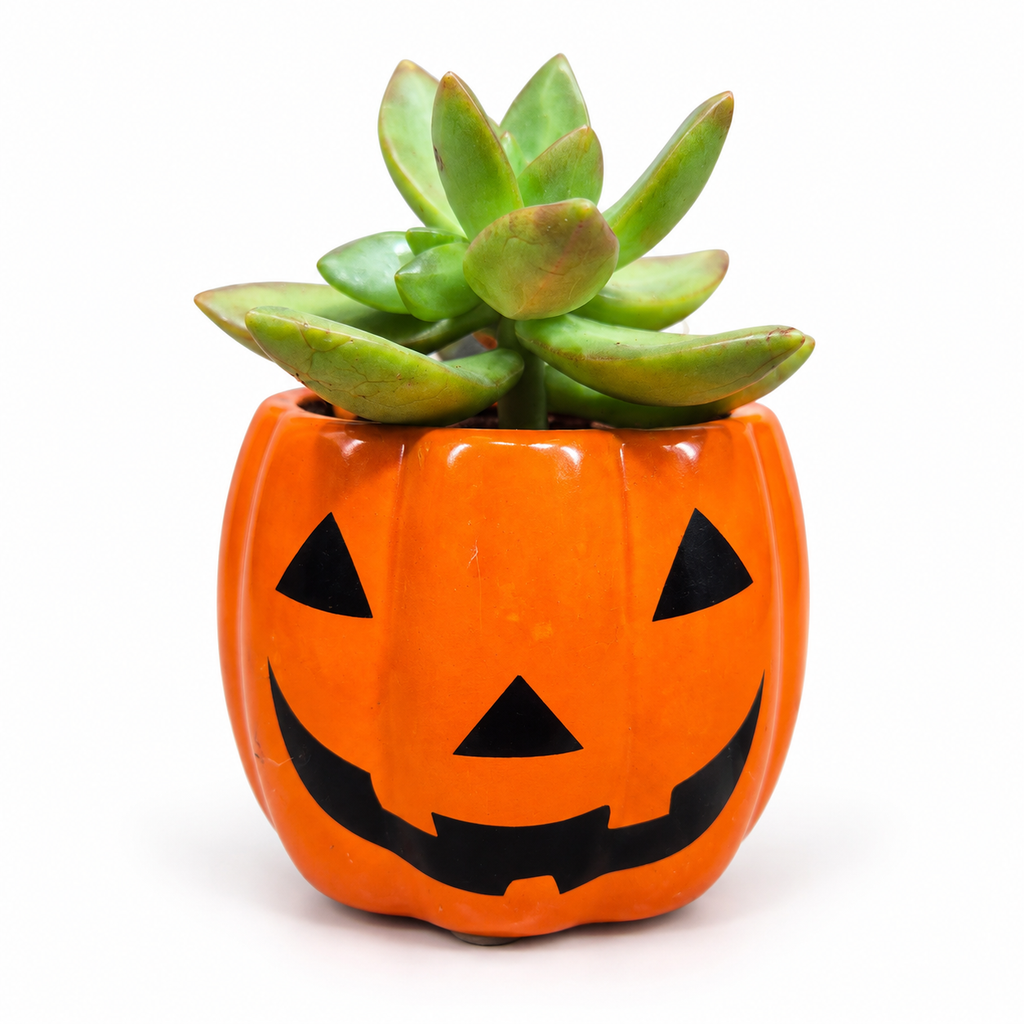 Macetero calabaza Halloween decorativo