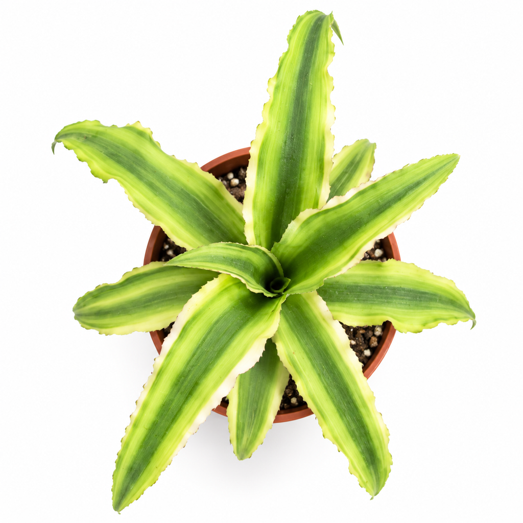 cryptanthus pink color rosa plantas apta terrarios