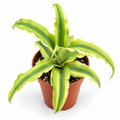 cryptanthus mini