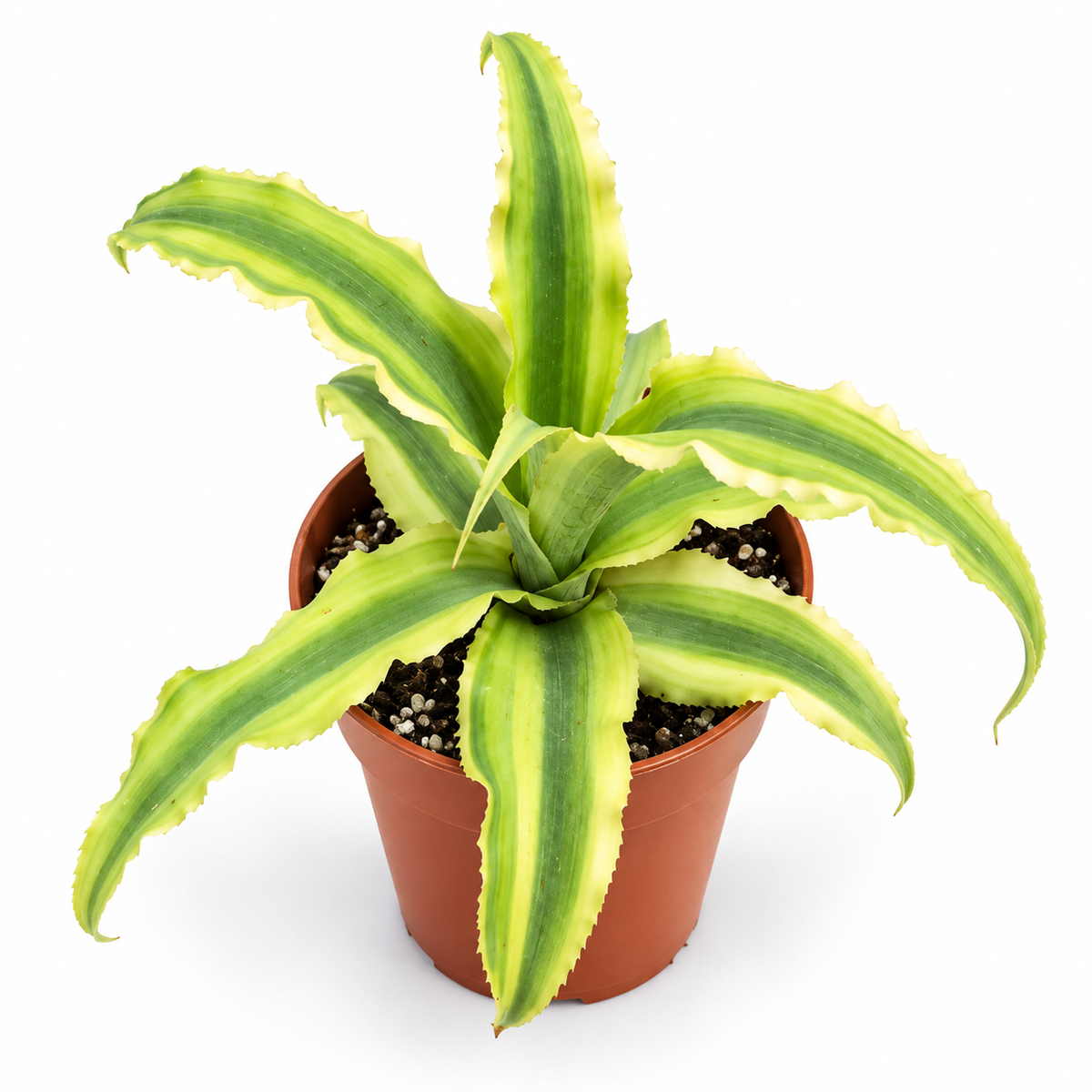 cryptanthus mini