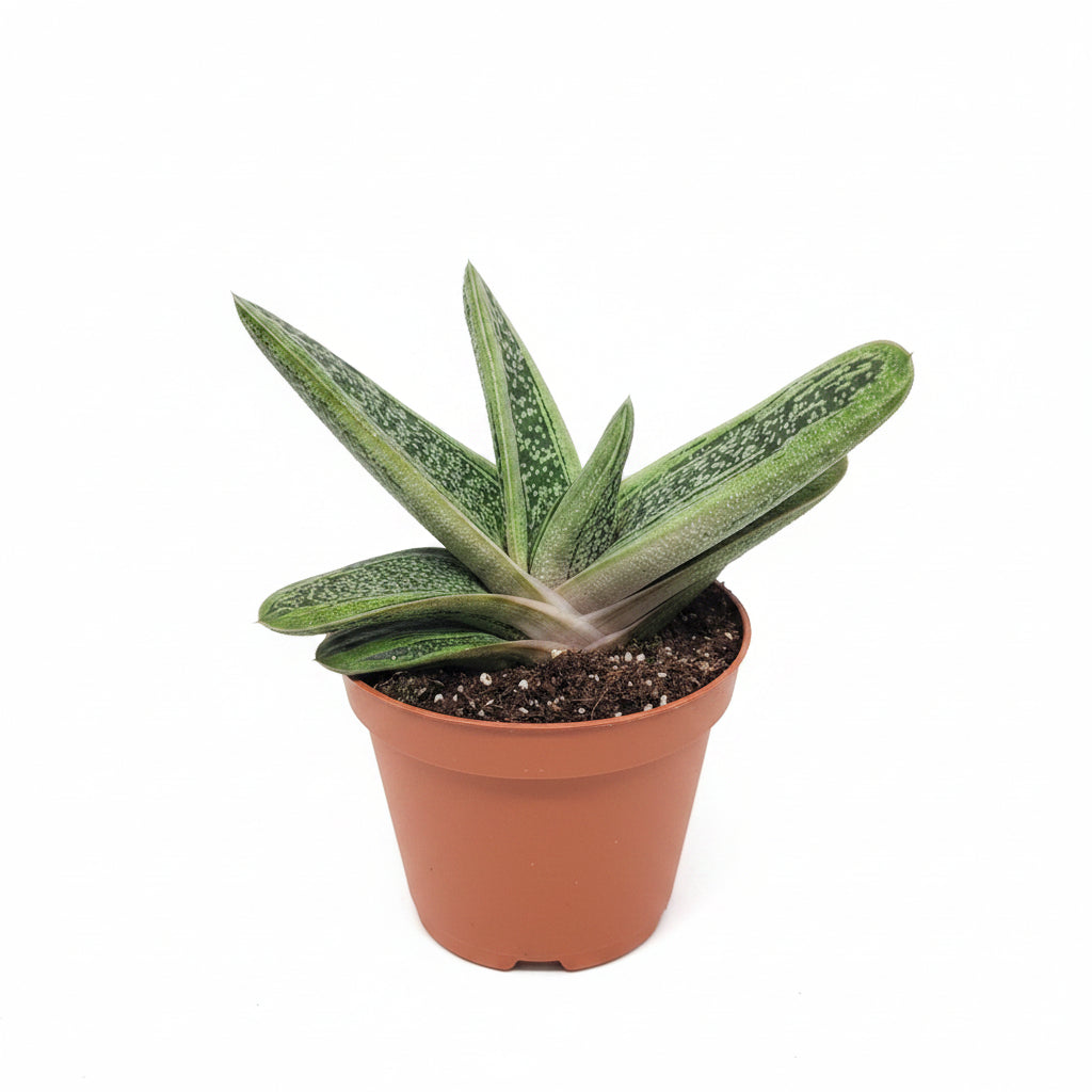gasteria little warty