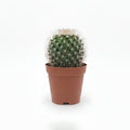 mammillaria zeilmanniana,