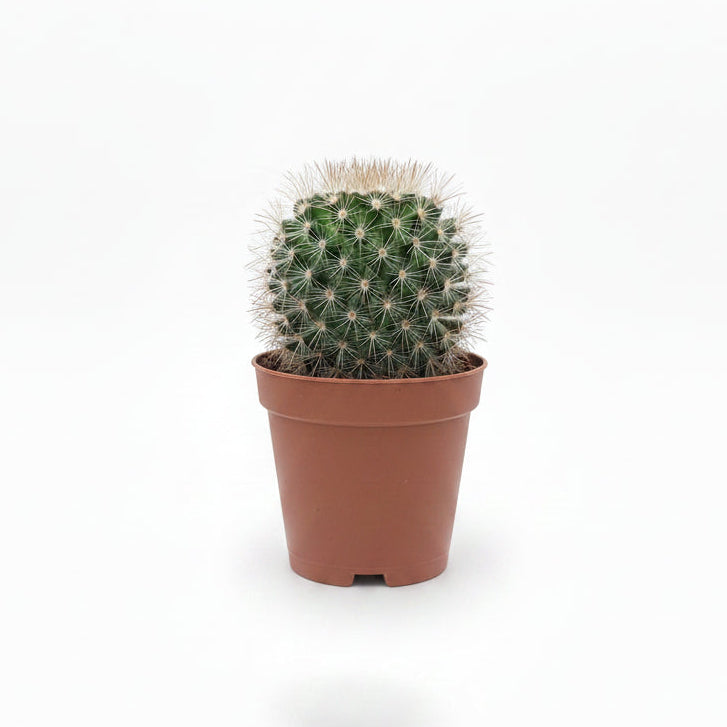 mammillaria zeilmanniana,