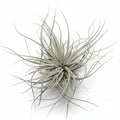 tillandsia velickiana xl
