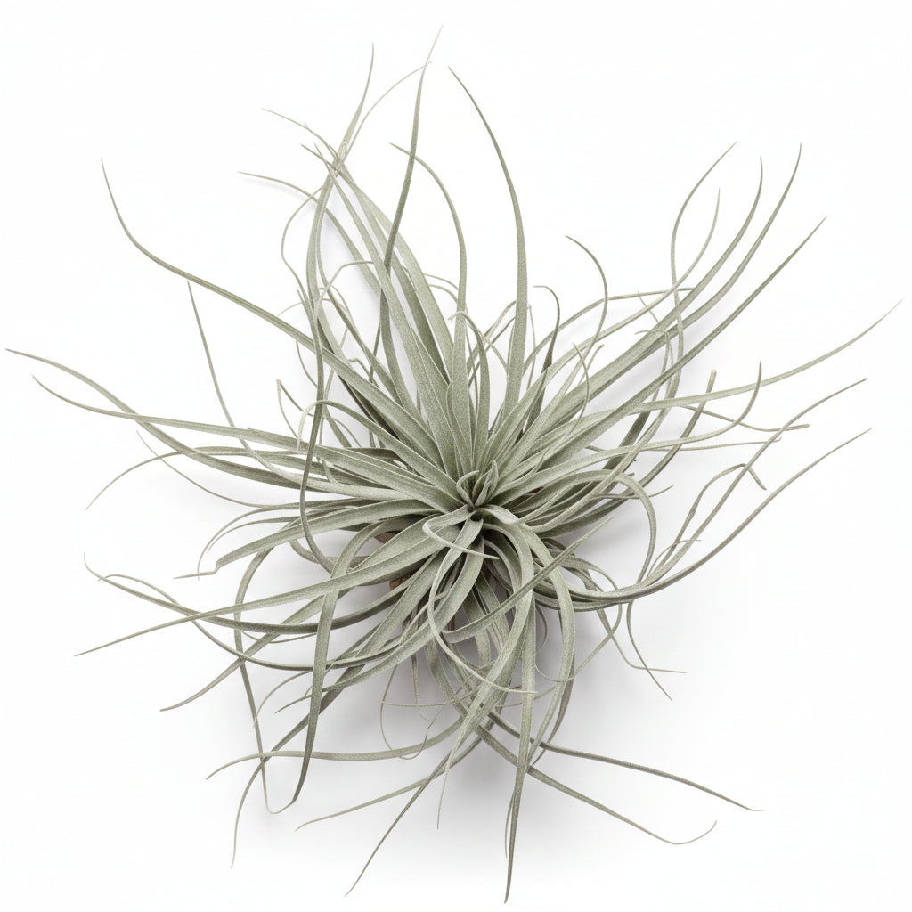 tillandsia velickiana xl