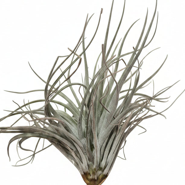 Tillandsia Velickiana XL (Planta de Aire)