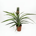 planta-tropical-ananas