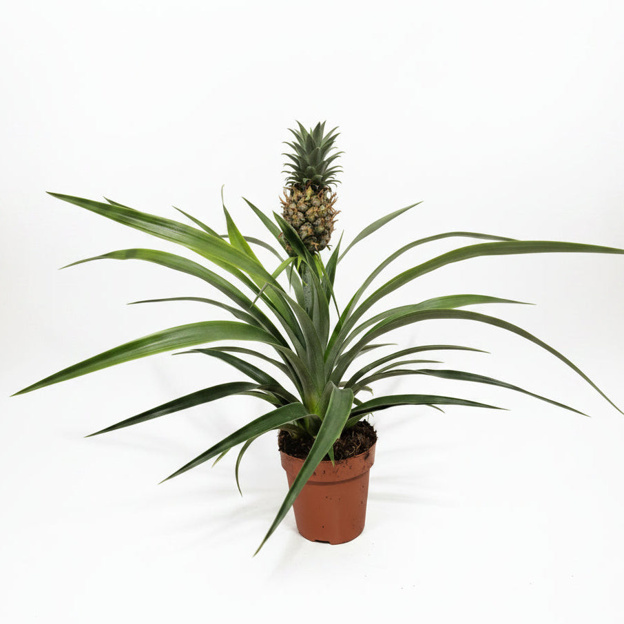 planta-tropical-ananas