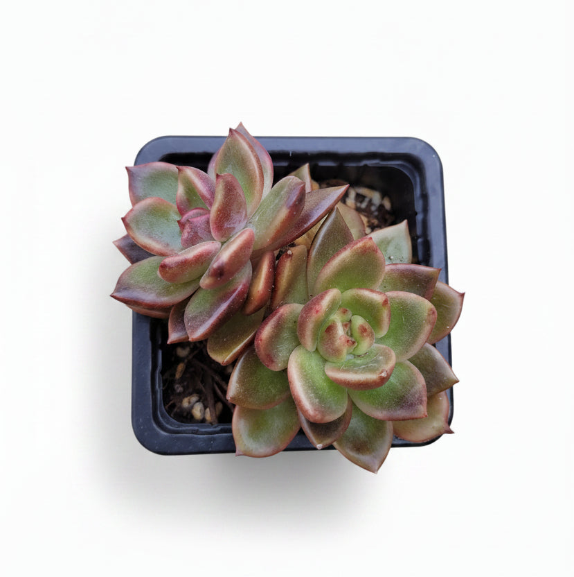 echeveria ziwey corea