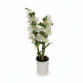 orquidea-dendrobium-2-varas