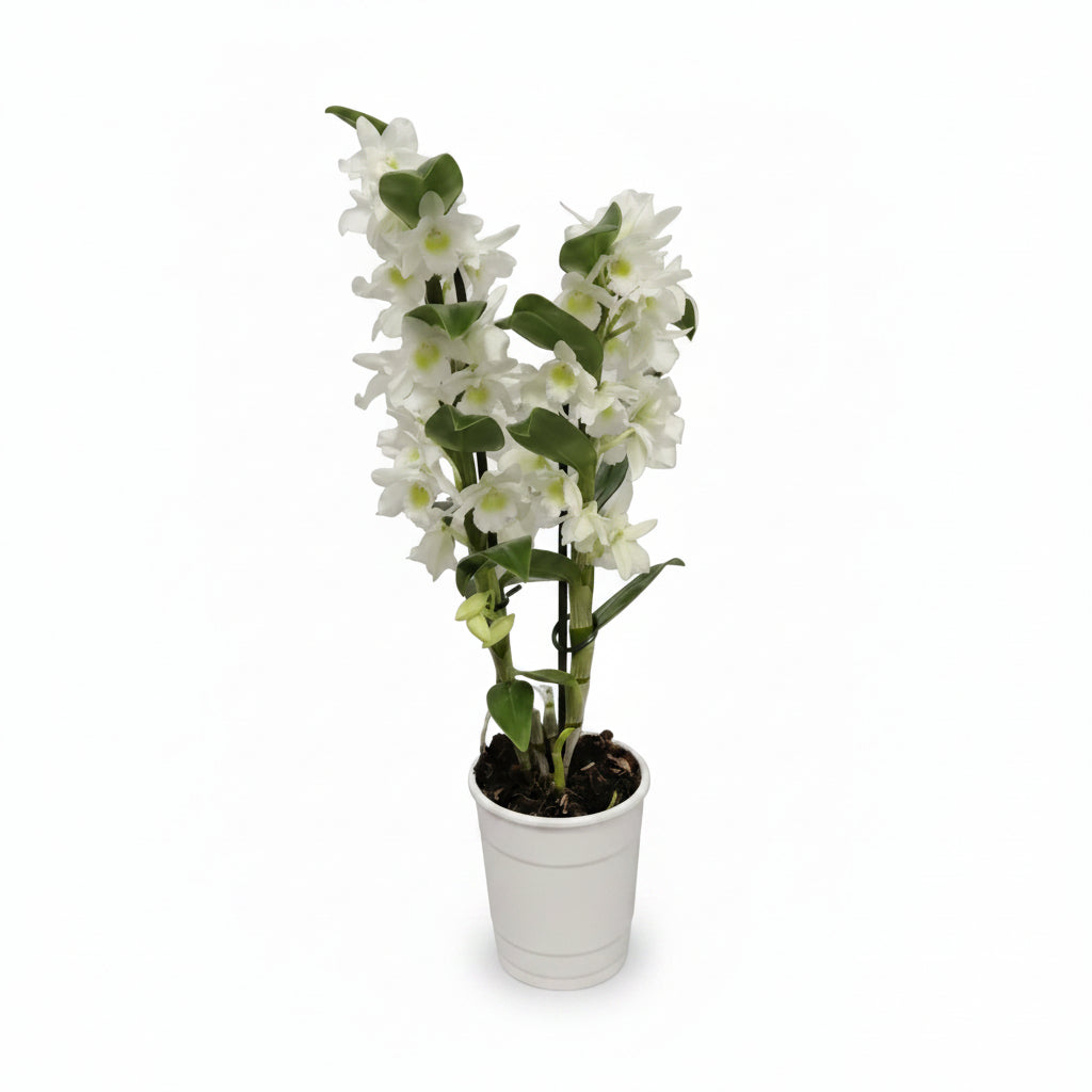 orquidea-dendrobium-2-varas