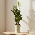 zamioculcas-zamiifolia
