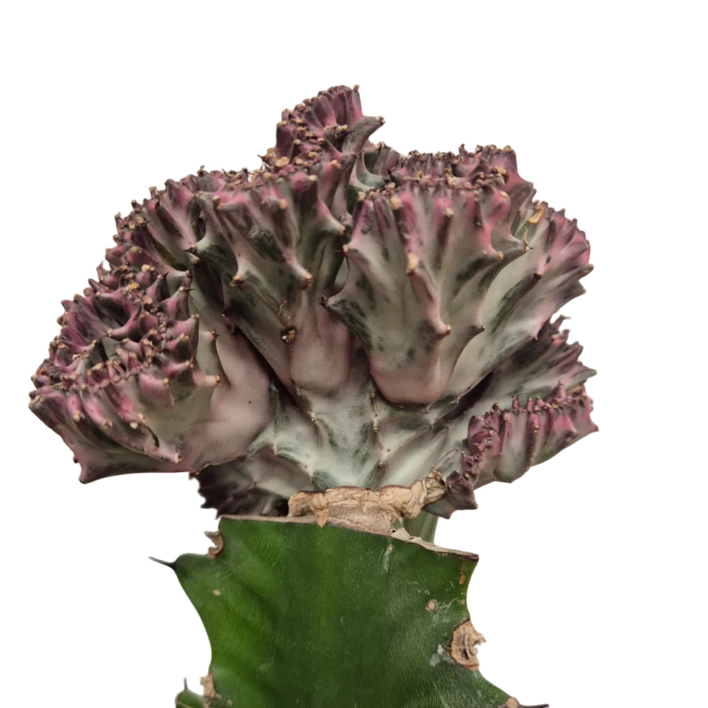 Euphorbia Lactea Cristata Variegata XL (Cactus corail)