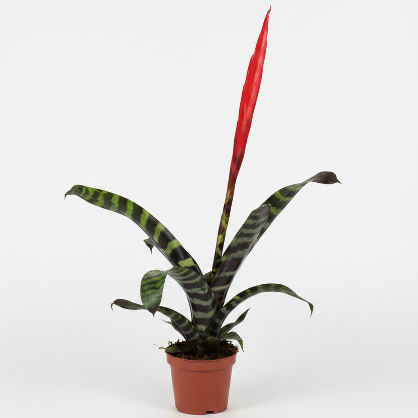 vriesea-splendens