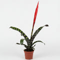 vriesea-splendens