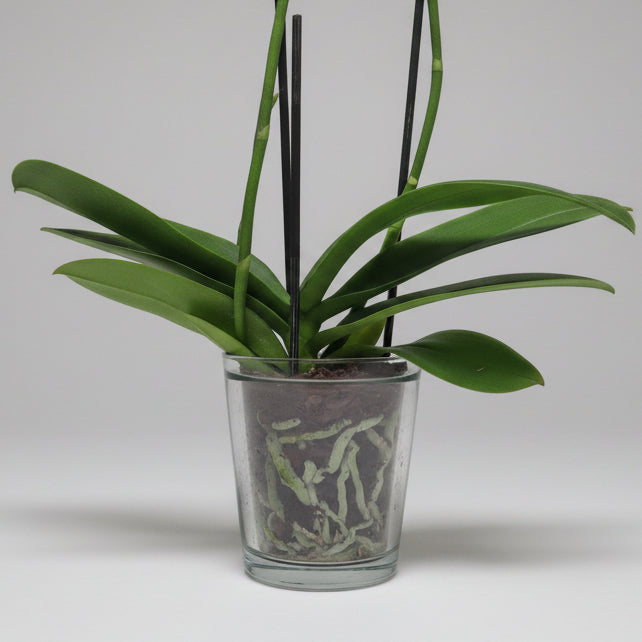 Macetero orquídea cristal - 12 cm