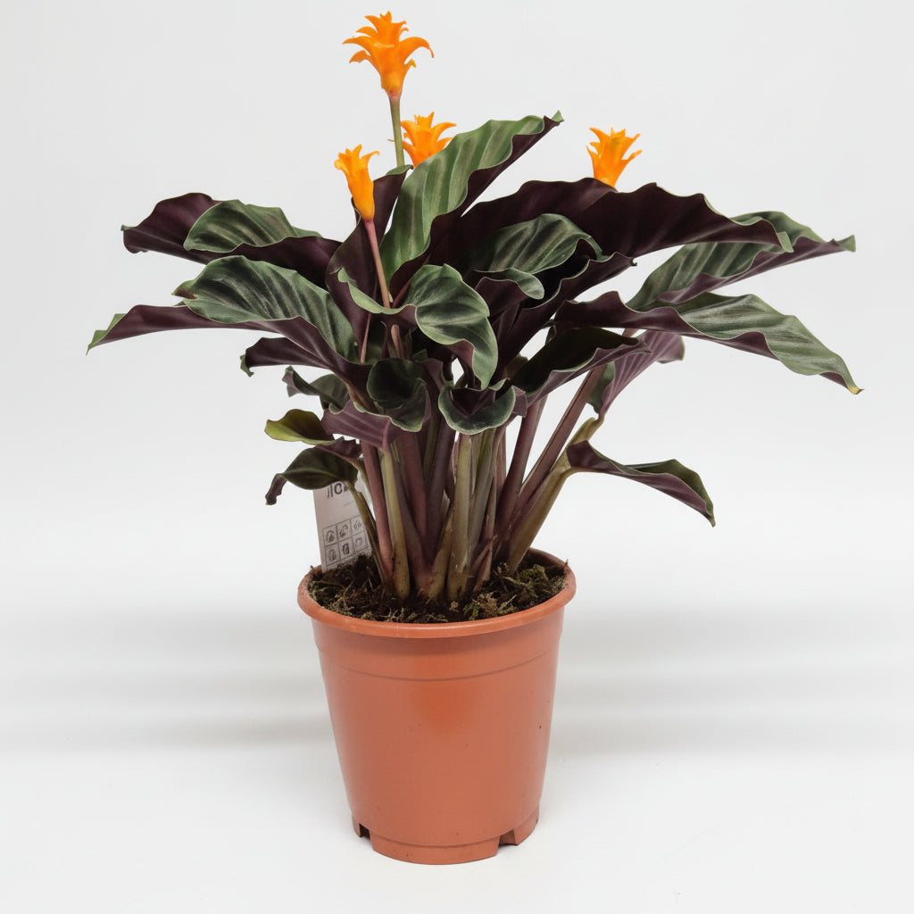 calathea-crocata-flor-naranja