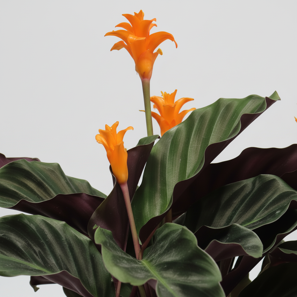 planta-calathea-interior