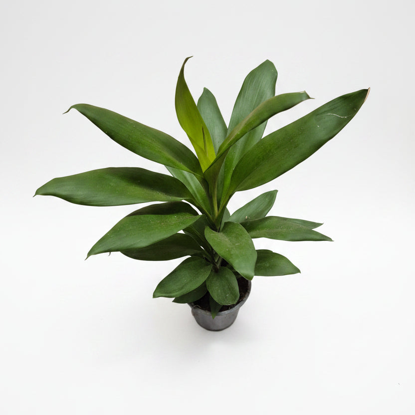 planta cordyline glauca