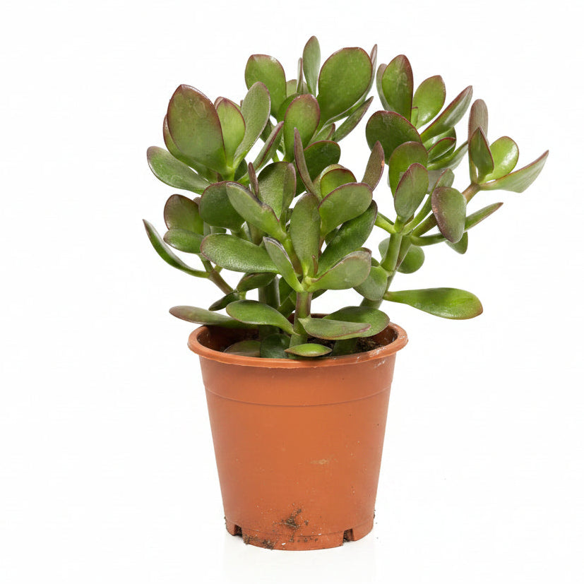 crassula ovata sunset