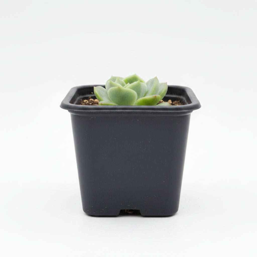 suculenta coreana