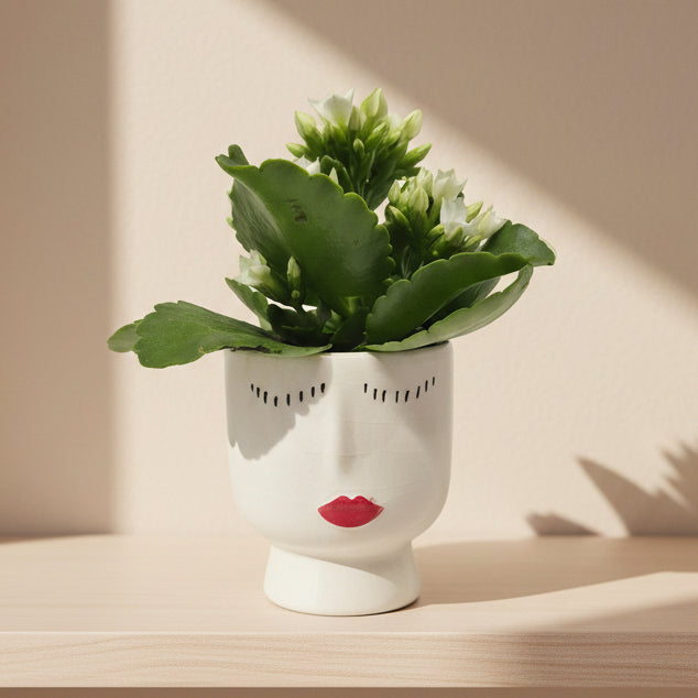 Macetero Diva - 6 cm