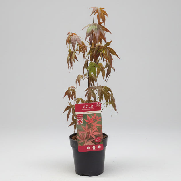 acer-palmatum-atropurpurea