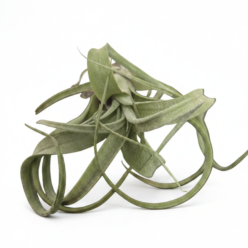 tillandsia curly slim planta de aire