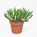 crassula ovata hojas tubulares