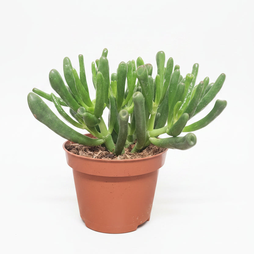 crassula ovata hojas tubulares