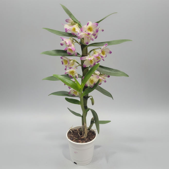 orquidea-dendrobium-fucsia-amarillo-planta-tropical