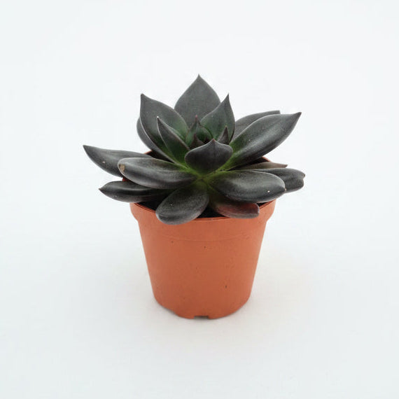 echeveria negra